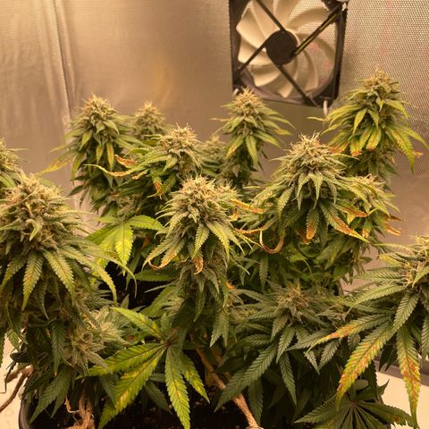 Fangorn growlog photo: 13:24