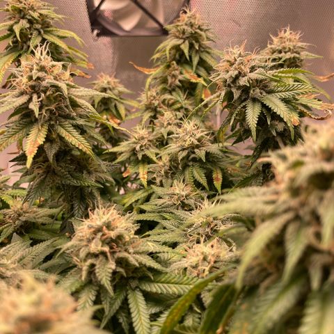 Fangorn growlog photo: 13:24