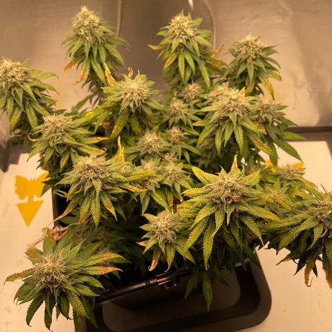 Fangorn growlog photo: 09:16