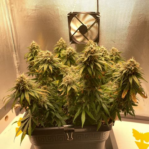 Fangorn growlog photo: 09:16