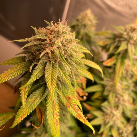 Fangorn growlog photo: 09:16