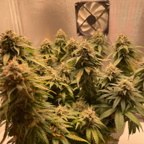 Fangorn growlog photo: 09:16