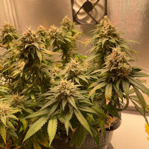 Fangorn growlog photo: 09:16