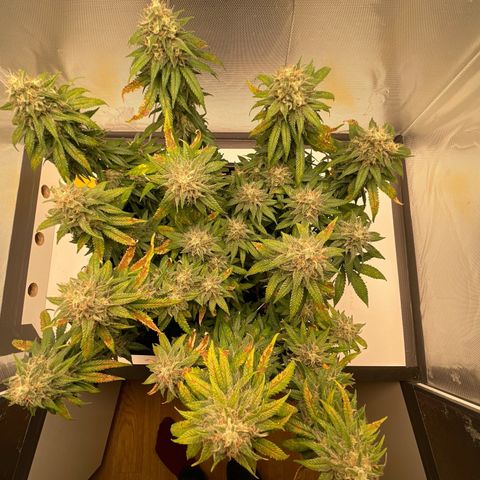 Fangorn growlog photo: 09:16