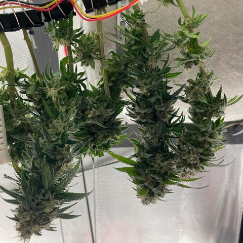 Fangorn growlog photo: 15:32