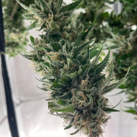 Fangorn growlog photo: 15:32