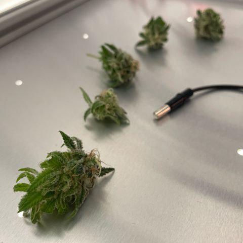 Fangorn growlog photo: 15:32