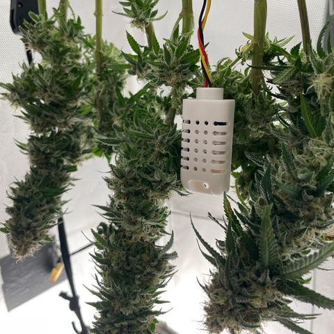 Fangorn growlog photo: 15:32