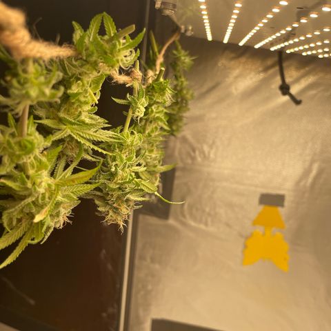 Fangorn growlog photo: 15:32