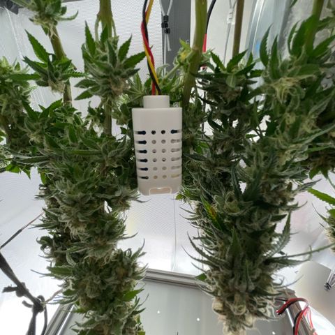 Fangorn growlog photo: 15:32
