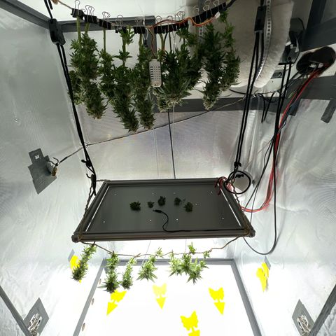 Fangorn growlog photo: 15:32