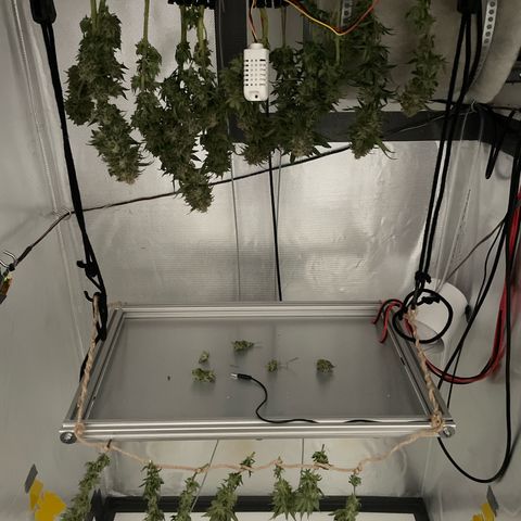 Fangorn growlog timeline photo