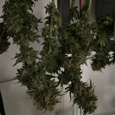 Fangorn growlog timeline photo