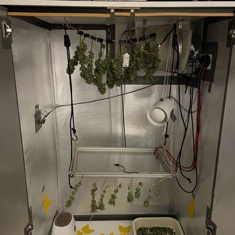 Fangorn growlog photo: 10:30