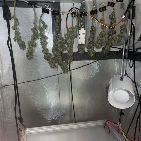 Fangorn growlog photo: 05:43