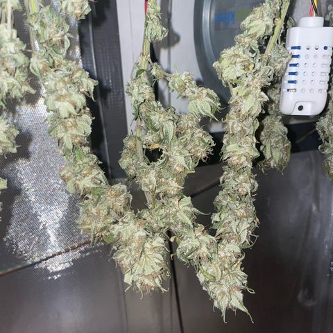 Fangorn growlog photo: 05:43