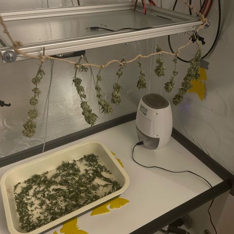 Fangorn growlog photo: 05:43