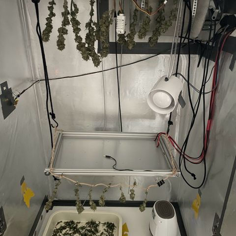 Fangorn growlog photo: 09:04