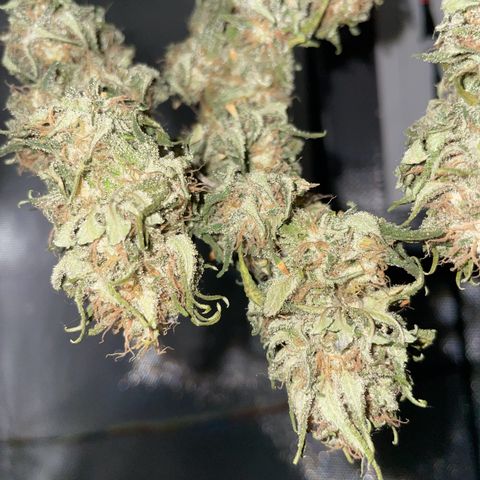 Fangorn growlog photo: 09:04