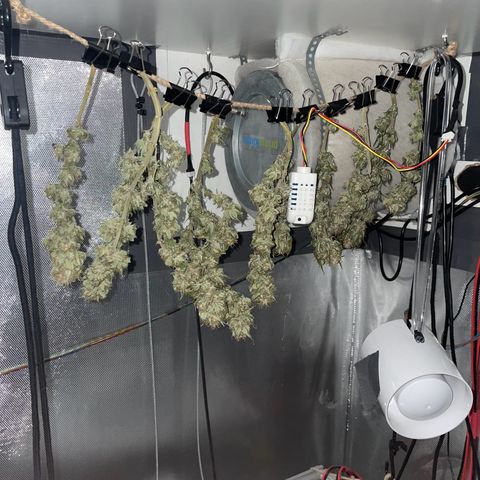 Fangorn growlog photo: 09:04