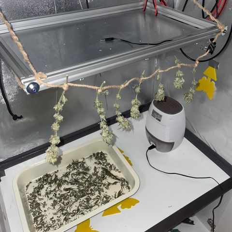 Fangorn growlog photo: 09:04