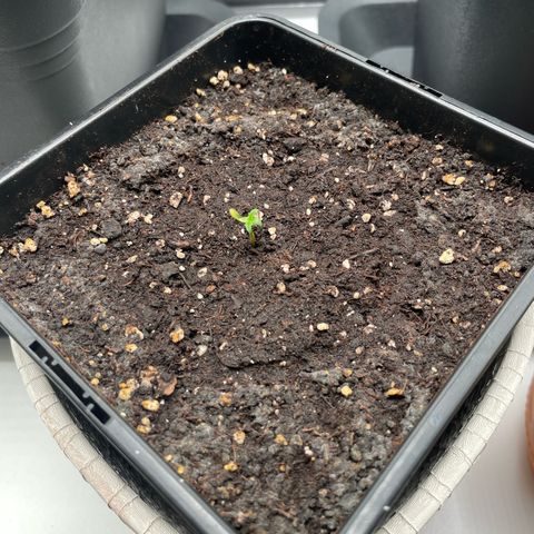 Prince growlog photo: 20:49