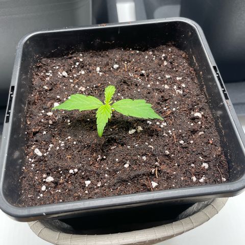 Prince growlog photo: 15:34