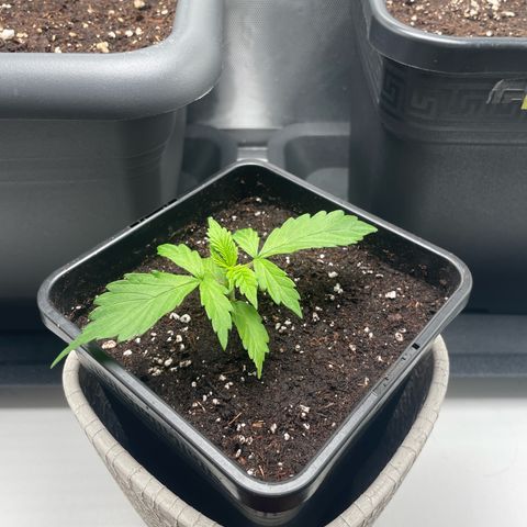 Prince growlog photo: 14:00