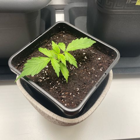 Prince growlog timeline photo