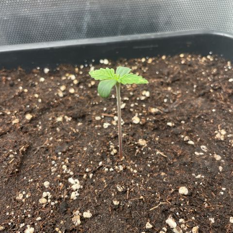 Steve growlog photo: 14:02