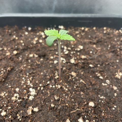 Steve growlog timeline photo
