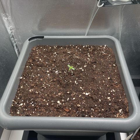 Hamilton growlog photo: 14:04