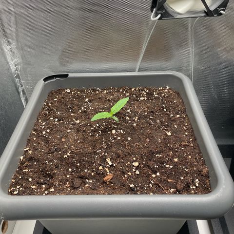 Hamilton growlog photo: 17:12