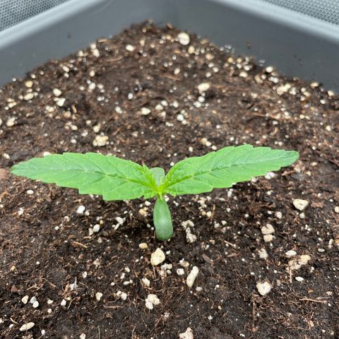 Hamilton growlog photo: 17:12