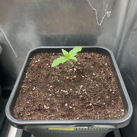 Steve growlog photo: 17:12