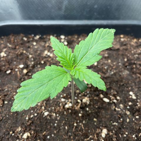 Steve growlog photo: 17:12