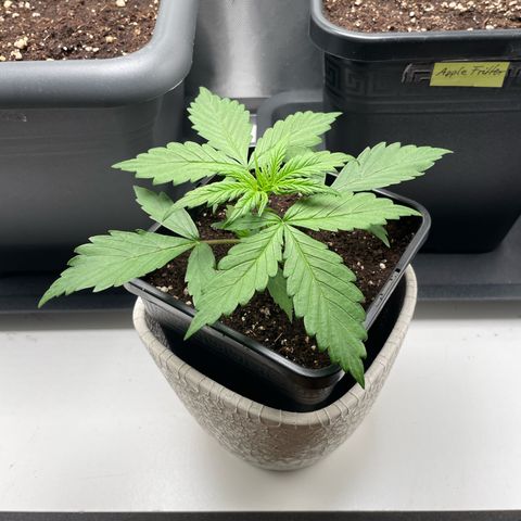 Prince growlog photo: 17:14