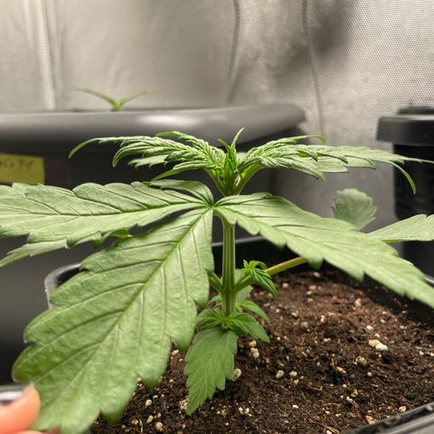 Prince growlog photo: 17:14