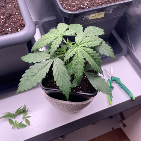 Prince growlog photo: 13:50