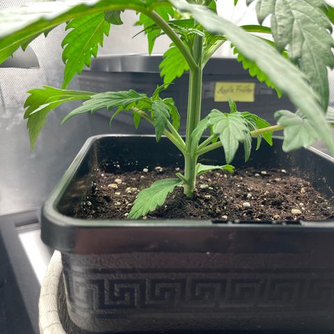 Prince growlog photo: 13:50