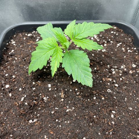 Steve growlog timeline photo