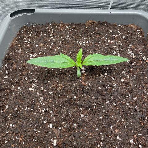 Hamilton growlog timeline photo