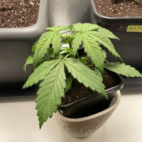 Prince growlog timeline photo