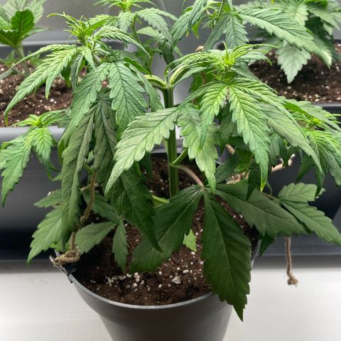 Prince growlog timeline photo
