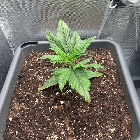 Hamilton growlog timeline photo