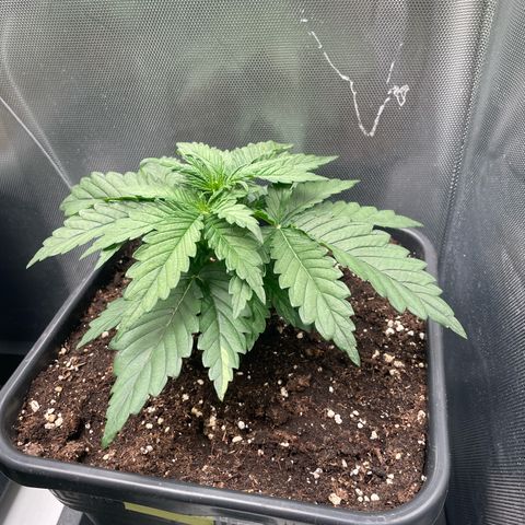 Steve growlog timeline photo