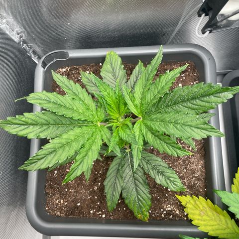 Hamilton growlog photo: 09:40