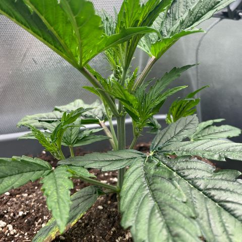 Hamilton growlog photo: 09:40