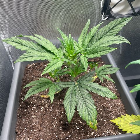 Hamilton growlog photo: 09:40
