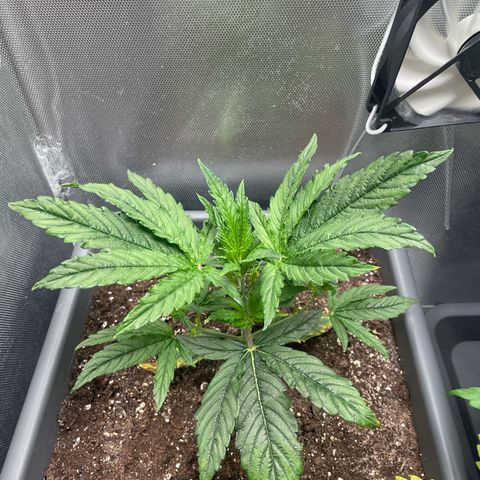 Hamilton growlog timeline photo